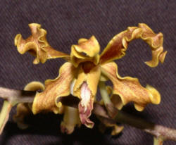 Den. discolor