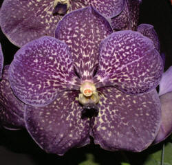 Vanda Trevor Rathbone 'Adela'