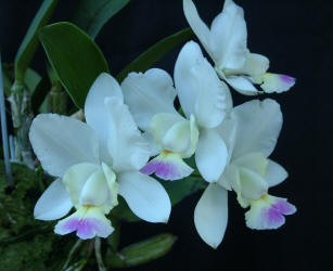 C. walkeriana var semi-alba