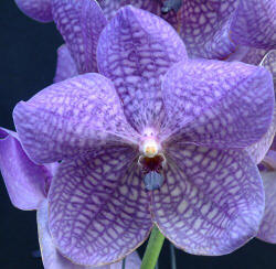 Vanda Rothschildiana