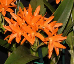 C. aurantiaca (orange form)