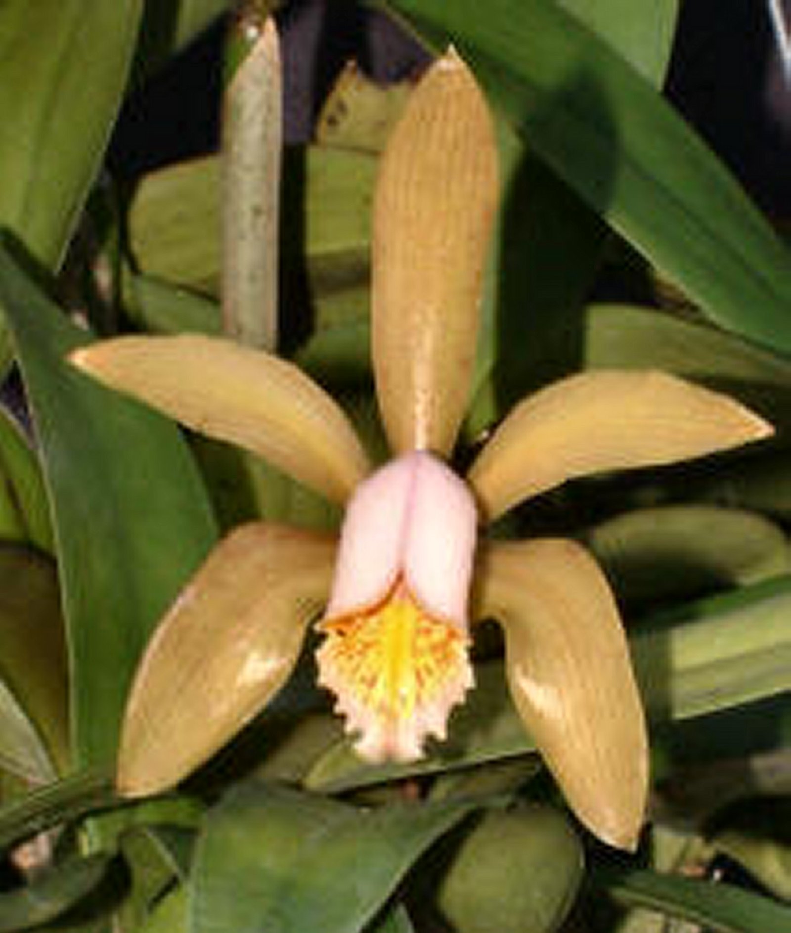 C. forbesii