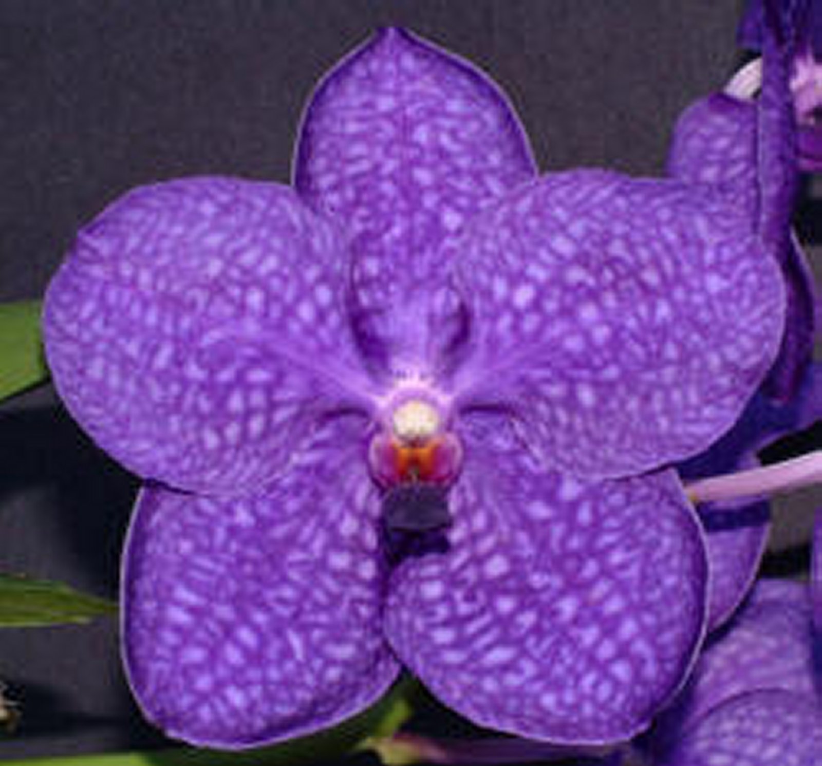 Vanda Pachara Delight 'Pachara' FCC/JOGA