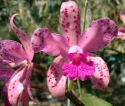 Cattleya amethystoglossa