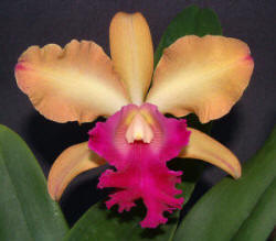 Blc. Hawaiian Rusty