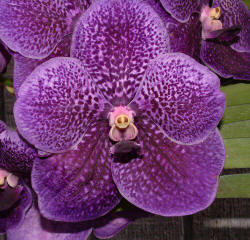 Vanda Robert's Delight 'Ink Blue'