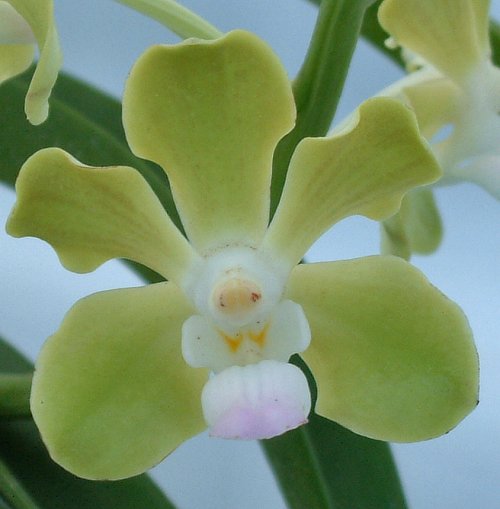 Vanda tessellata var. aurea