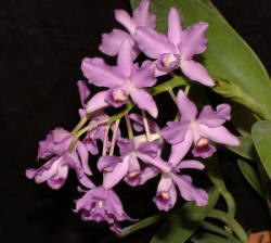 C. bowringiana var coerulea