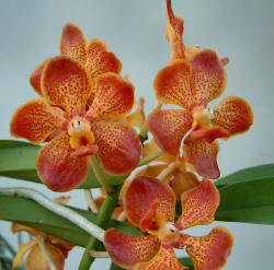 Ascda Leopard 'Spotty'