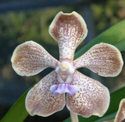 Vanda Cindy Banks 'Whitey'