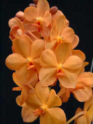 Ascda Suksamran Sunlight 'Korat'