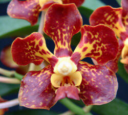 Ascda. Chocolate Con Queso 'Starburst' 