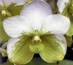 Vanda sanderiana var. alba (m/c)