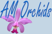 AM Orchids-Vandas, Asocendas, Orchid Species, Cattleyas, Dedrobiums