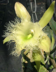 Rhyncholaelia digbyana