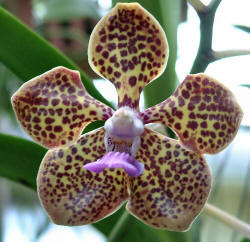 Vanda Cindy Banks 'Hilltop' 