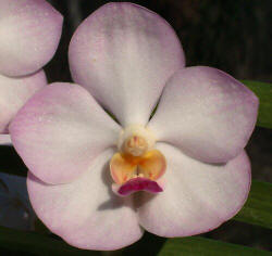 Vasco Crownfox Magic 'Pink Pearl'