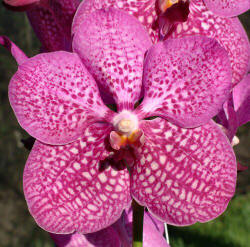 Vanda Rothschildiana "Pink Sapphire'