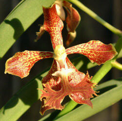 Vanda roeblingiana