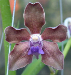 Vanda tessellata