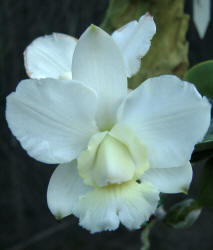 C. walkeriana var alba 'Tanya'