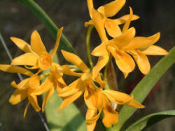 C. aurantiaca (yellow form)