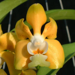 Vanda densoniana