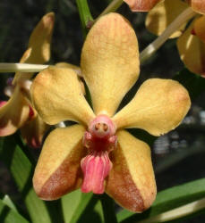 Vanda Khun Nok 'Nathakhun'