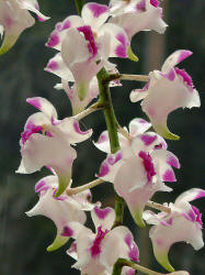 Aerides lawrenciae