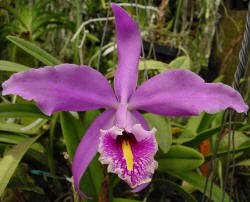 Cattleya maxima