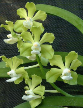 Vanda tessellata var. aurea