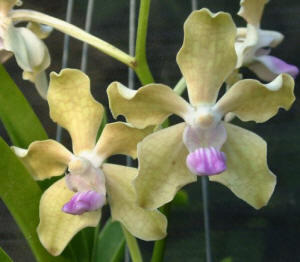 Vanda tessellata (Black x yellow)